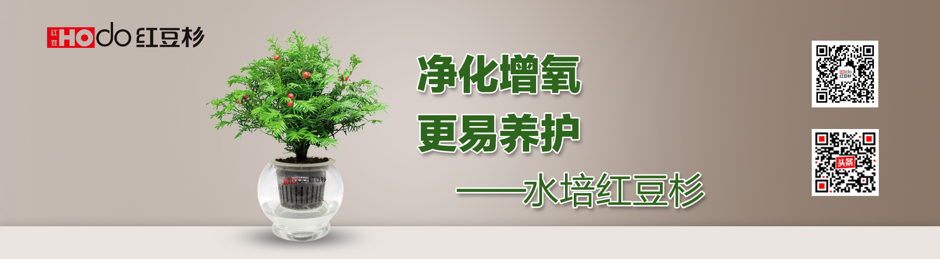 红豆杉大健康